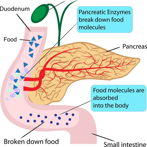 人体における消化過程における膵臓の役割と機能図インフォグラフィック消化された食品を栄養素に変換する酵素の仕事ベクトル図インフォグラフィック — ストックベクタ