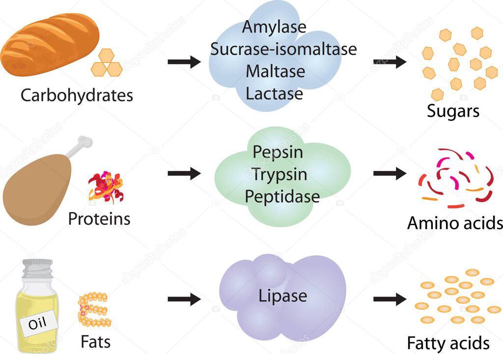 How enzymes work. Fermentation and digestion food 