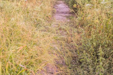 Patika 'nın manzarası, Doğu Avrupa' nın kırsal kesimlerinde yetişen yabani otlarla dolu.