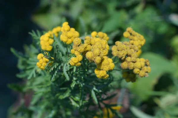 フィールドで成長する小さな黄色の花を持つ一般的なタンセツム薬用植物 タナセツムハゲワシ タンジーの植物 — ストック写真