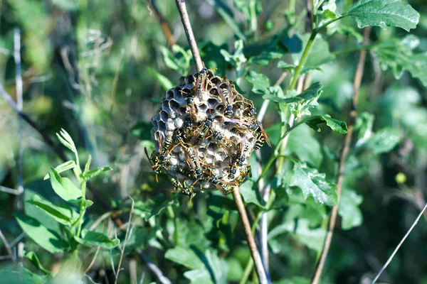 a swarm of wild bees at their nest on the grass in a field on a hot sunny day