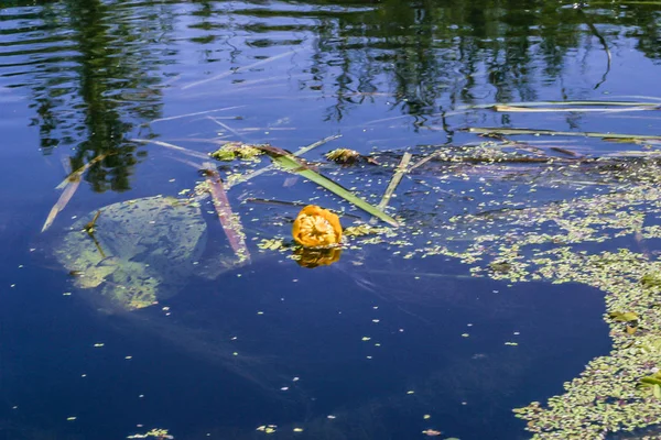 Water Lily Lake Growing Wild Nature — Stock Photo, Image