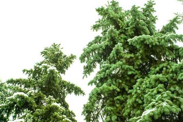 Árboles de los Firtrees cubiertos de nieve — Foto de Stock