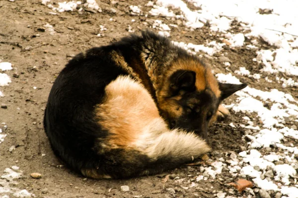 Homeless shepherd dog sleeping cuddling — Stockfoto