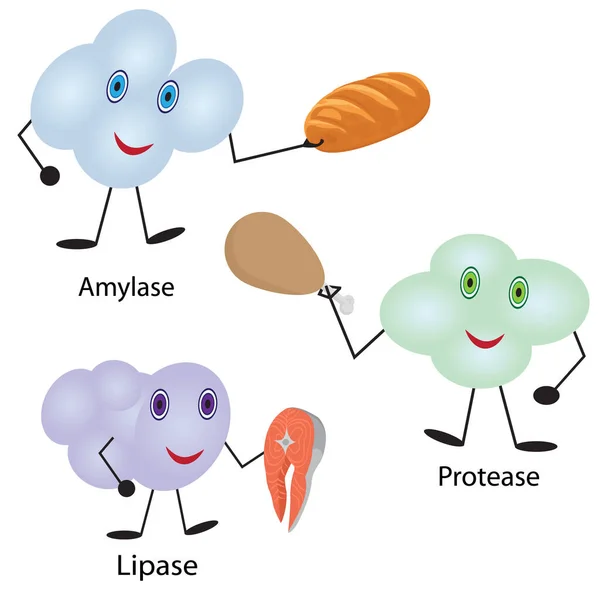 Comment les enzymes fonctionnent. Fermentation et décomposition des aliments — Image vectorielle