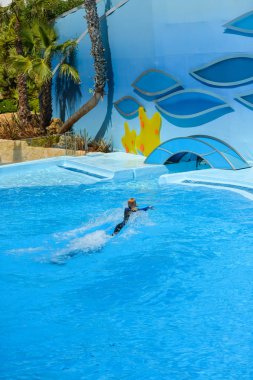 Portekiz Avrupa - 4 Haziran 2016: Güzel yunus gösterisi, Dolphinarium Zoomarine Tema Parkı