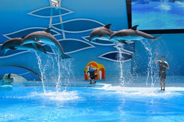 Portugal Europe - June 4, 2016: Beautiful dolphins show, Dolphinarium Zoomarine Theme Park clipart