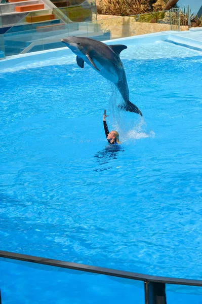 Portugal Europe - June 4, 2016: Beautiful dolphins show, Dolphinarium Zoomarine Theme Park — Stock Photo, Image