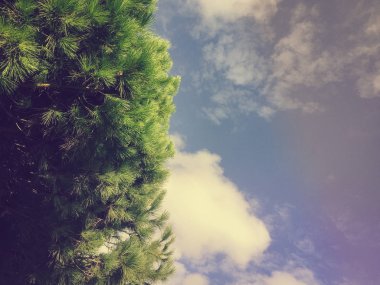 Güneşli mavi gökyüzü açık havada arka plan üzerinde doğal yeşil çam ağaçları