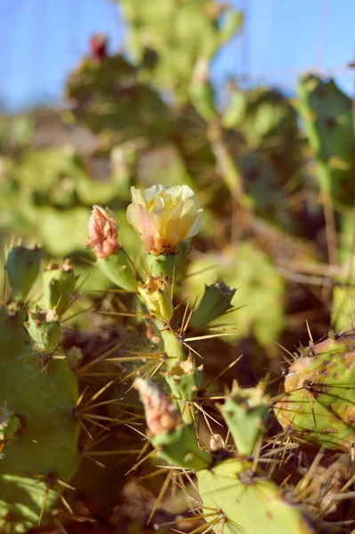 Nahaufnahme Blühender Kakteenblüten Sonniger Hintergrund Freien — Stockfoto