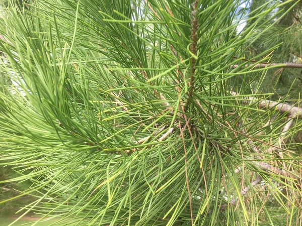 Natural green pine trees outdoors background — Stock Photo, Image