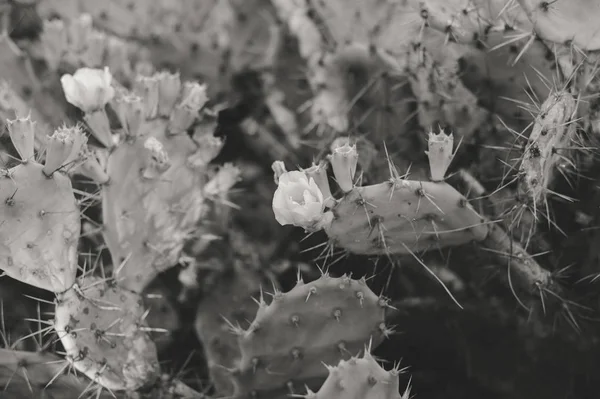 Imagen Blanco Negro Florecer Hermosa Flor Cactus Imagen Primer Plano —  Fotos de Stock