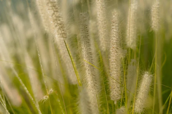 Natural blurry meadow spring or summer outdoors background. Vintage style sunny photo — Stock Photo, Image