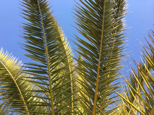 Palmera Hojas Cielo Azul Claro Aire Libre Fondo —  Fotos de Stock