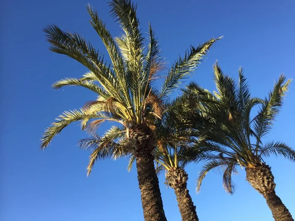 Пальмовые Листья Фоне Голубого Неба — стоковое фото