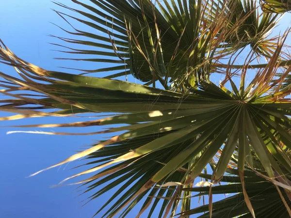 Пальмовые листья на фоне голубого неба — стоковое фото