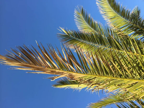 Hoja Palma Fondo Cielo Azul Soleado —  Fotos de Stock