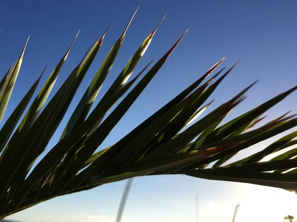 棕榈叶子和阳光明媚的蓝天背景 — 图库照片