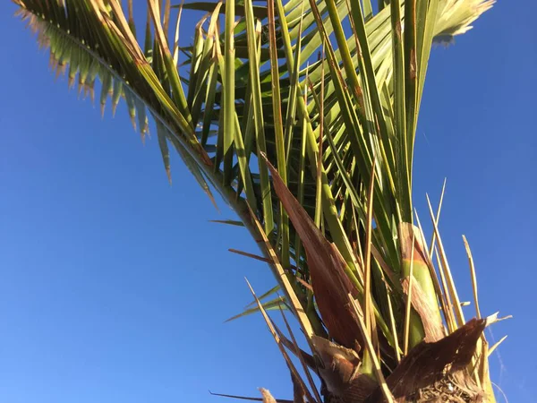 Sunny Přírodní Palmy Modrá Obloha Oceán Moře Venku Pozadí Cestovní — Stock fotografie