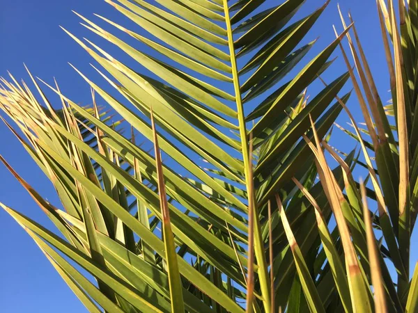Пальмовый лист и солнечный голубой фон неба — стоковое фото
