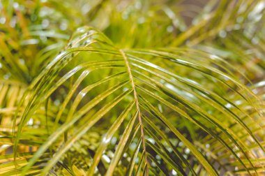 Palmiye ağacının tropik yaprakları doğal arka plan.