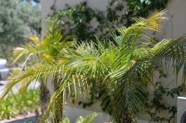 Palmiye ağacının tropik yaprakları doğal arka plan.