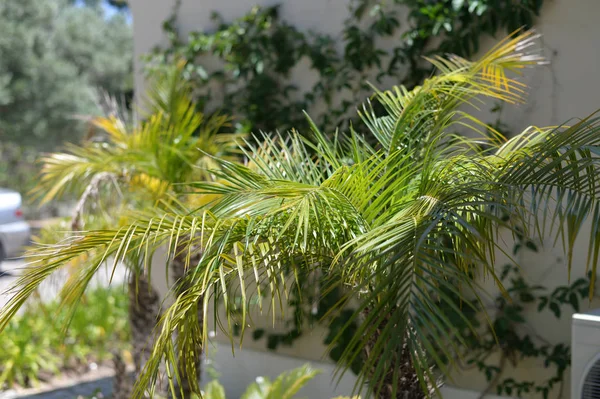 Palmiye ağacının tropik yaprakları doğal arka plan.