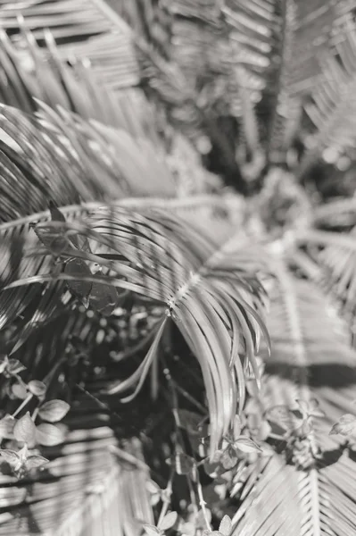 Чорно Біле Зображення Листя Тропічної Пальми Природний Фон Відкритому Повітрі — стокове фото