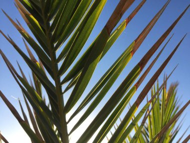 Palmiye dalı ve mavi gökyüzü