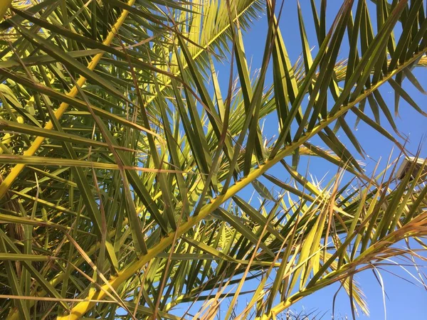 Зелена пальма листя над блакитним сонячним небом на відкритому фоні — стокове фото