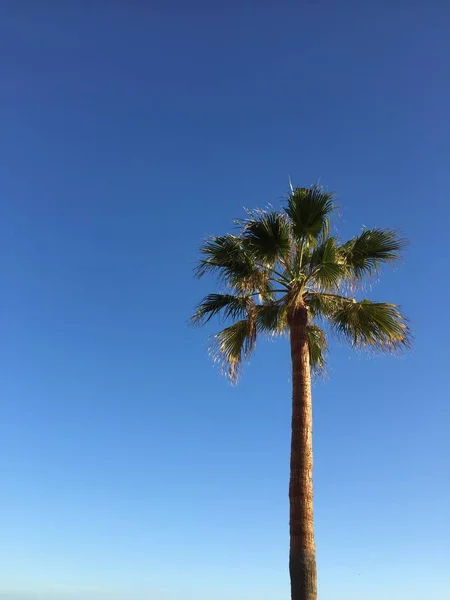 Grüne Palme Blätter über blauem, sonnigen Himmel im Freien Hintergrund — Stockfoto