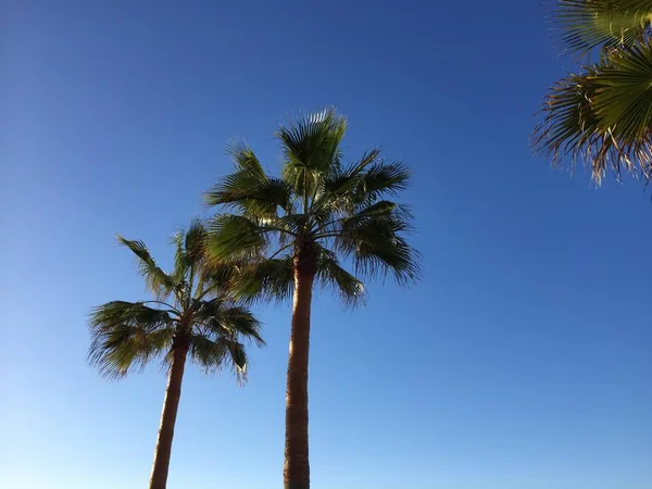 Ramo de palma e céu azul — Fotografia de Stock