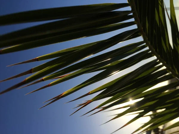 Пальмовая ветвь и голубое небо — стоковое фото