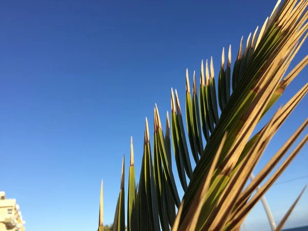 Grüne Palme Blätter über blauem, sonnigen Himmel im Freien Hintergrund — Stockfoto