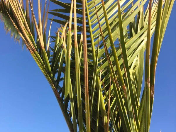 Green palm tree leaves over blue sunny sky outdoors background — Stock Photo, Image