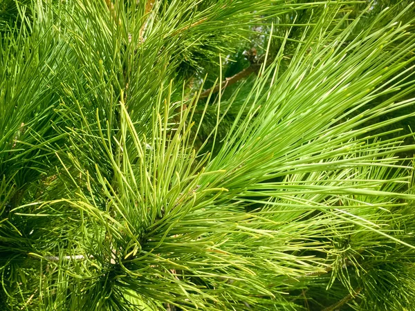 Natural Green Pine Tree Background — Stock Photo, Image