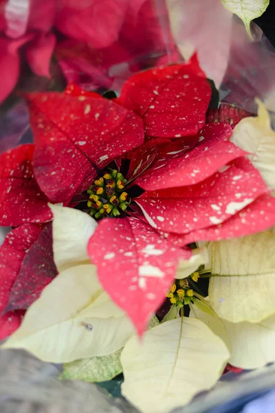 Boże Narodzenie Kwiat Zbliżenie Piękne Czerwone Poinsettia — Zdjęcie stockowe
