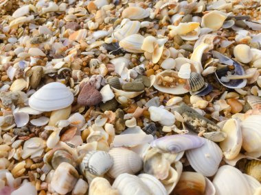 Soyut doğal kum plaj portre, sahil arka plan. Metin için yer yüzeyi