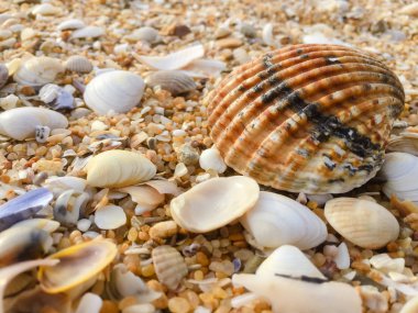 Soyut doğal kum plaj portre, sahil arka plan. Metin için yer yüzeyi