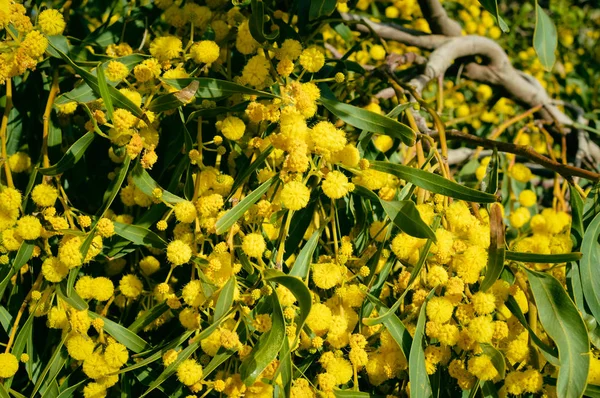 Closeup Mimosa Yellow Flower Natural Outdoors Garden Park Background — Stock Photo, Image