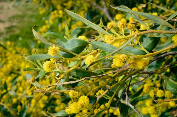 Detailní Záběr Přirozená Venku Zahradní Park Mimosa Žlutý Květ — Stock fotografie