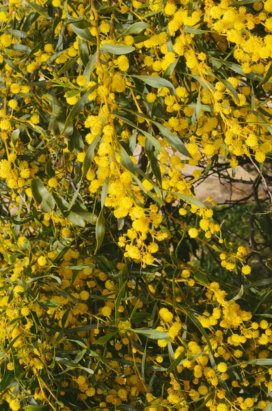 Close-up op mimosa geel bloem natuurlijke buitenshuis tuin park achtergrond — Stockfoto