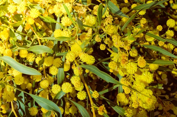 Closeup Mimosa Flori Galbene Naturale Aer Liber Grădină Parc Fundal — Fotografie, imagine de stoc