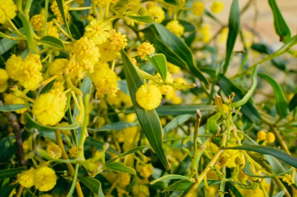 Detailní Záběr Přirozená Venku Zahradní Park Mimosa Žlutý Květ — Stock fotografie