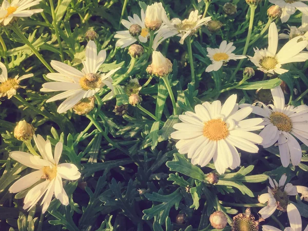 Zblízka Pohled Přírodní Kvetoucí Sedmikrásky Květiny Venkovní Pozadí — Stock fotografie