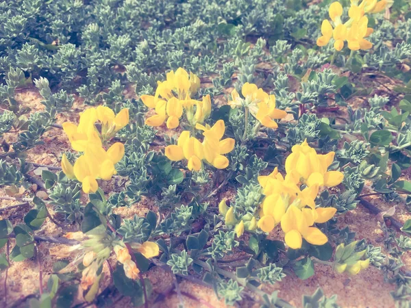 Makro Sarı Onononis Natrix Renkli Doğal Arka Plana Yakın Çekim — Stok fotoğraf