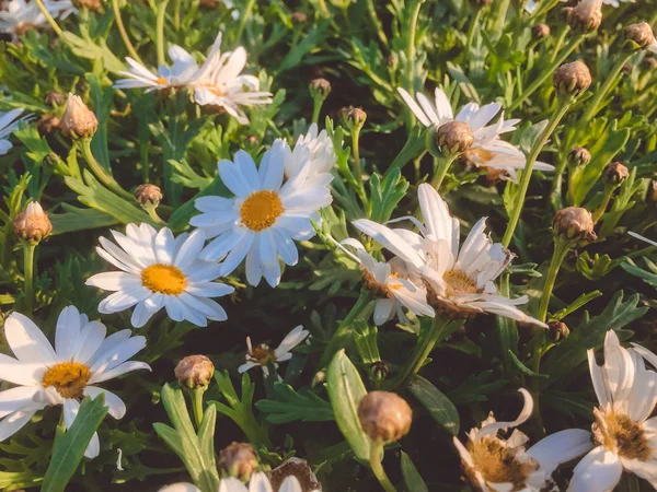 Güzel Yeşil Çimenlere Papatya Çaylarının Arka Planına Yakın Çekim — Stok fotoğraf