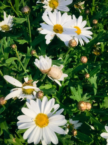 Güzel Yeşil Çimenlere Papatya Çaylarının Arka Planına Yakın Çekim — Stok fotoğraf