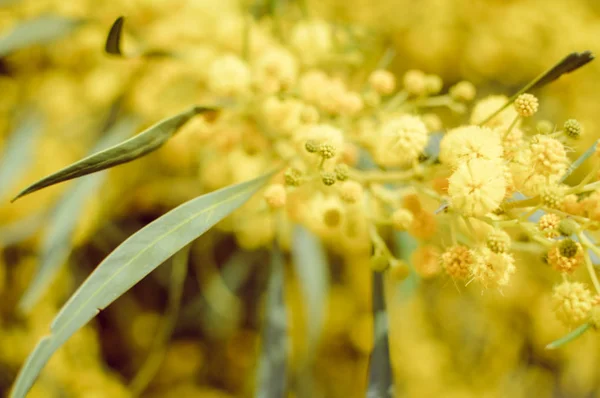 Mimosa Ramo Amarelo Natural Vista Close Imagem Alegre — Fotografia de Stock