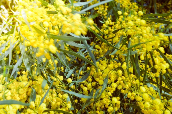 Mimosa Přírodní Žlutá Větev Detailní Pohled Radostný Obraz — Stock fotografie